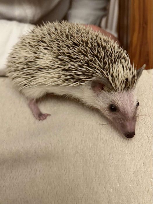 Sprzedam jeża pigmejskiego