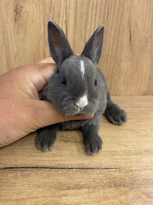 Królik karzełek rex niebieski samczyk zooanimals
