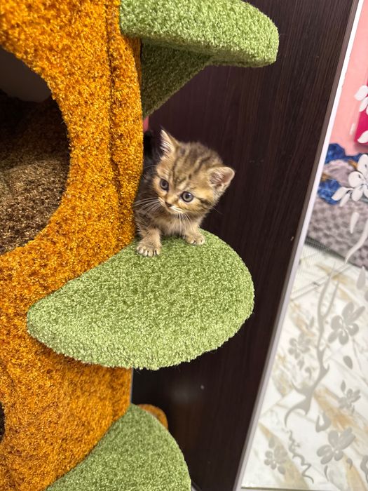 Шотландські кошенята