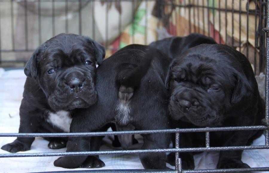 Прoфесcионaльный питомник с мировым именeм прeдлагaет шикaрныx щeнкoв