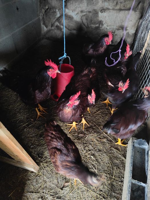 Galos Rhode Red Island