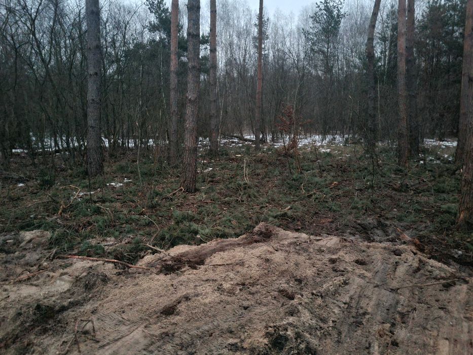 Zlecę przetrzewienie lasu z drobnicy