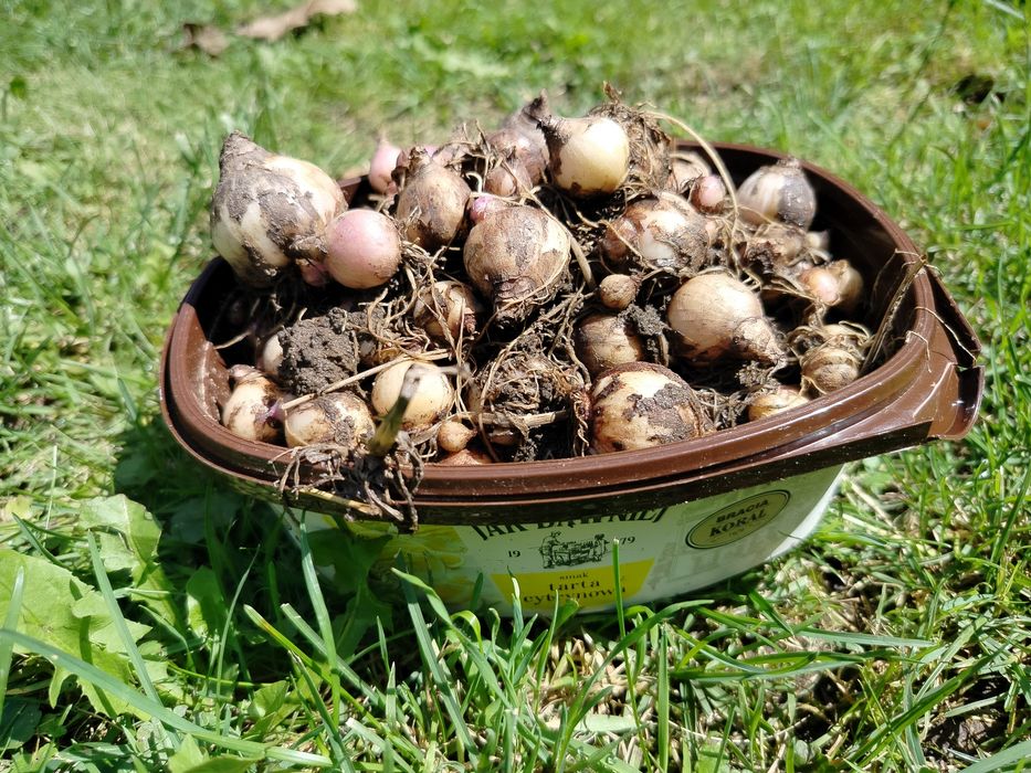 Cebule szafirków 80szt