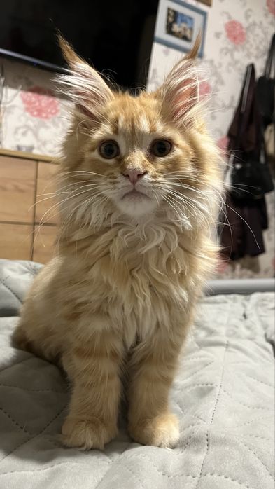 Красная рыжая Девочка мейн-кун