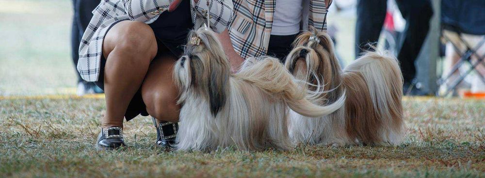 Urocza biało-złota suczka Shih-tzu ZKwP FCI