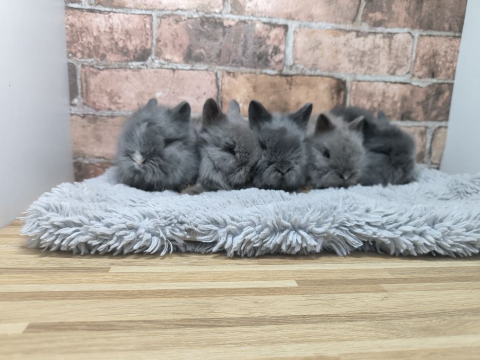 Króliczki karzełki Teddy mini króliki metryka