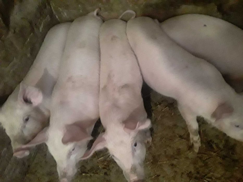 Продам поросята 12 кг