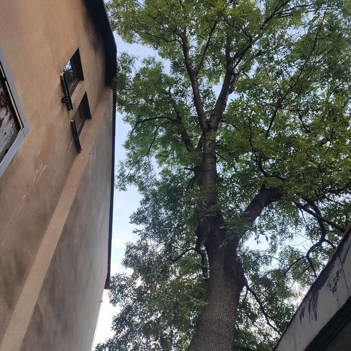 Drzewo duży Jesion Żywiec oddam za darmo