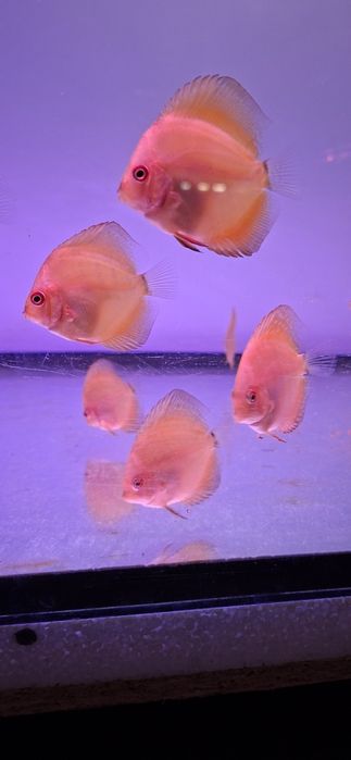 Paletki, ryby akwariowe ,Dyskowce