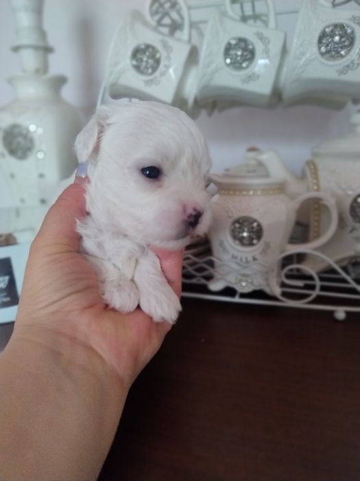 Мальтезе Мальтійська болонка