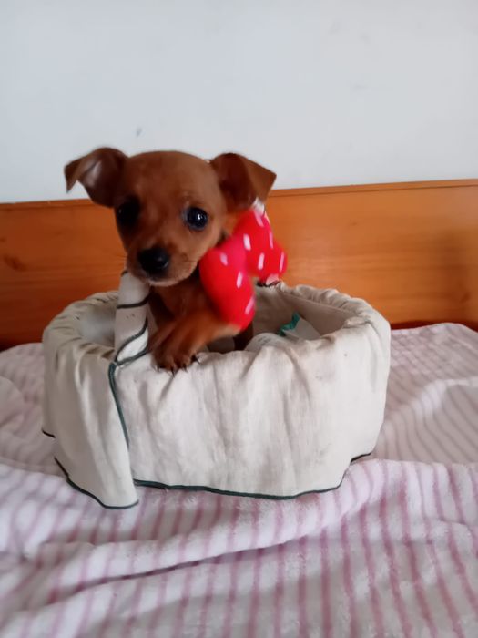 Pinscher Miniatura