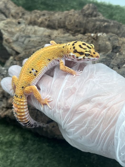 Gekon lamparci z terrarium