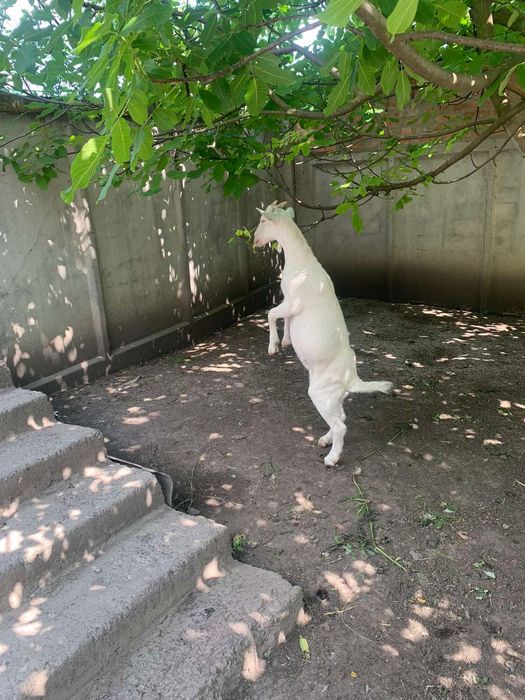 Коза ( козочка) , зааненська порода