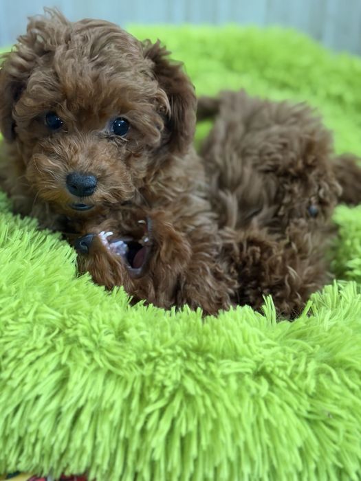 Pudel toy śliczny piesek