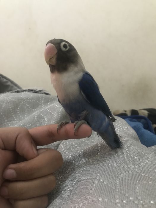 Agapone personata criado a mao/domesticado sexado