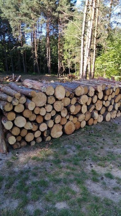 Sprzedam sosne 120 za metr