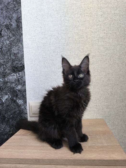 Мейн кун киця чистокровна