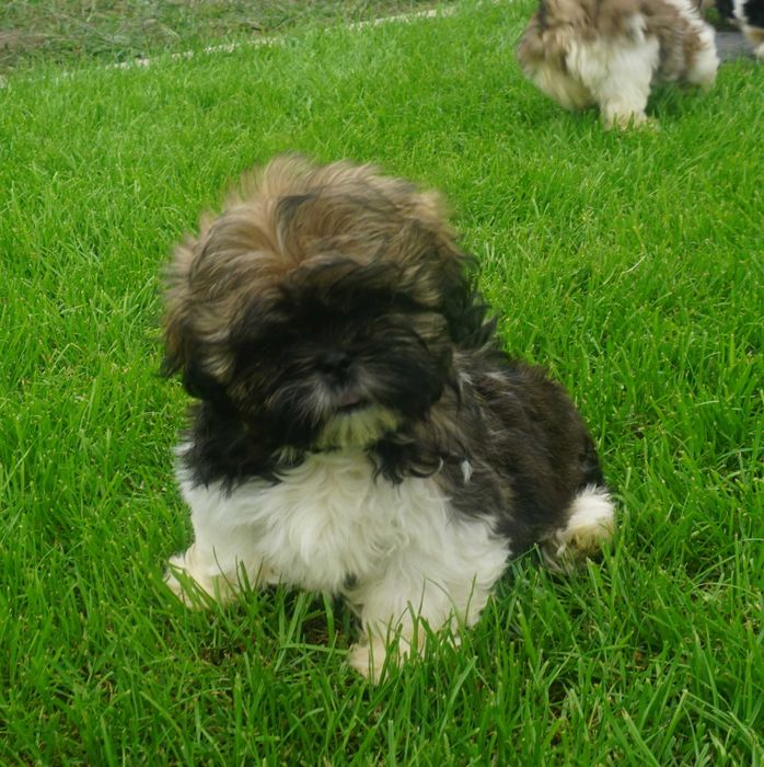 shih tzu sunia tricolor czarny pyszczek