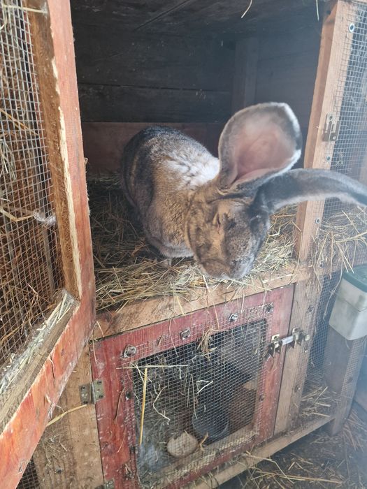 Króliki belgijskie mieszane