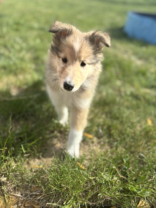 Owczarek Szkocki Collie Samiec