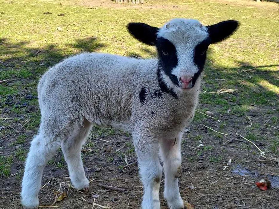 Ягнята романівської породи