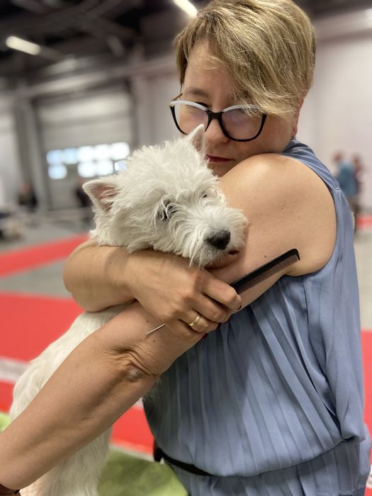 West highland white terrier