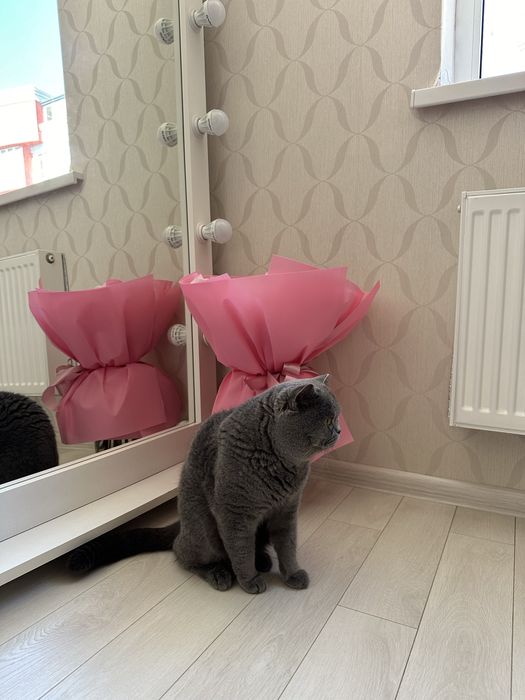 Шотландский прямоухий кот . Вязка котов