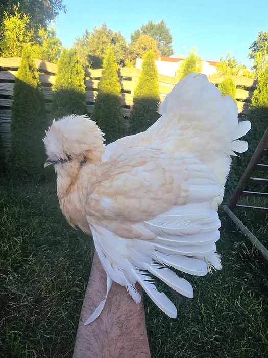 Kury araukany kury silki kury rosy naturalne ekologiczne kury piskaki araukany