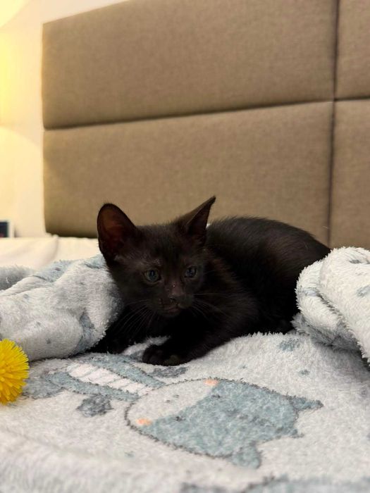 Gatinhos bebés para adoção responsável