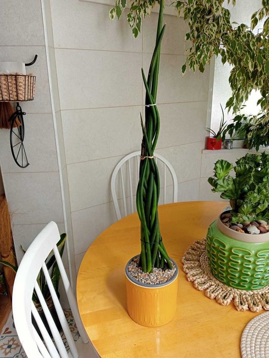 Planta natural suculenta