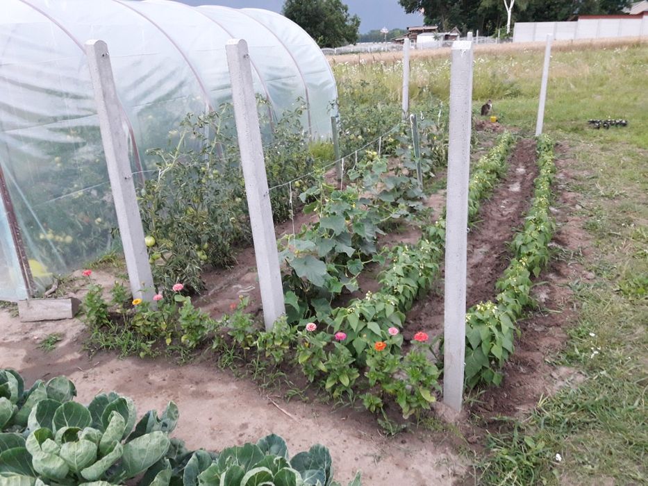 Słupki betonowe do siatki, siatki plecione, leśne