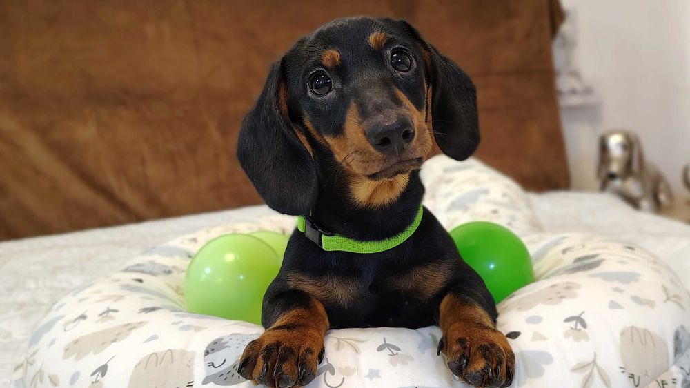 ZAREZERWOWANA Suczka Jamnik krótkowłosy czarna podpalana Kraków