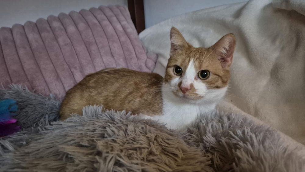 Uroczy kotek do adopcji