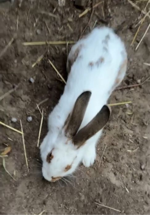 Кроль живою вагою