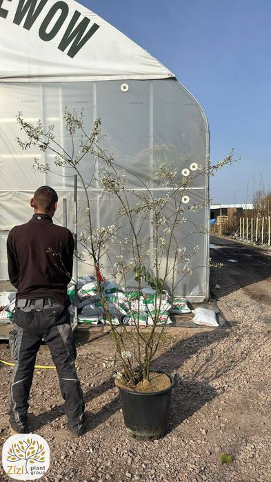 świdośliwa Lamarcka, amelanchier lamarckii, 150-175cm, wielopniowa