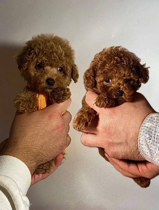 Неймовірні пухнастики міні мальтипу / той пудель бебі фейс