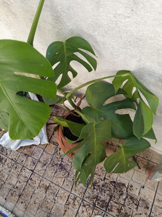 Planta costela de Adão com 80 cm