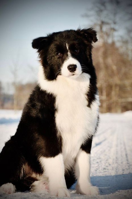 Border Collie piesek 8 miesięcy ZKwP FCI – wyjątkowy charakter