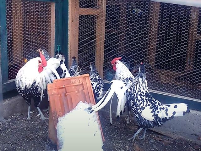 Яйце на інкубацію від породистих курей. ГАМБУРГСЬКА золото, срібло.