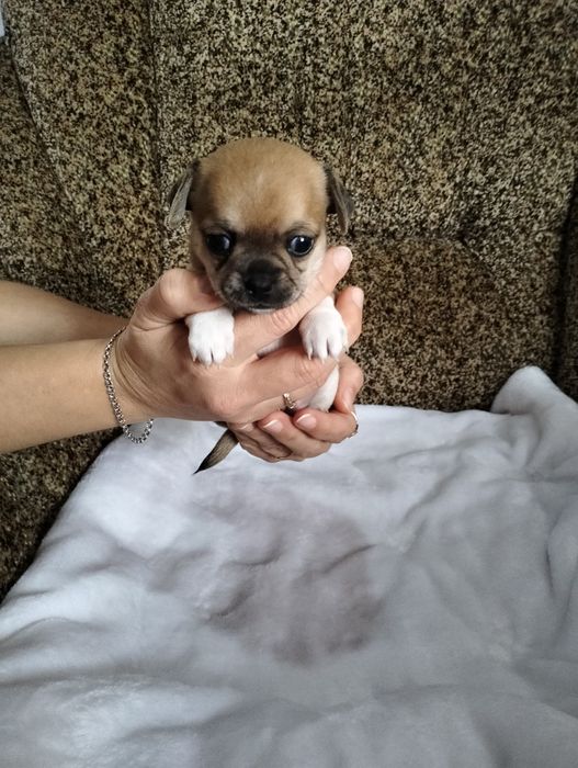 Готуються до продажу