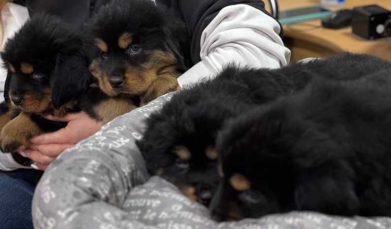 Щенки Тибетского мастифа (Девочки) из питомника