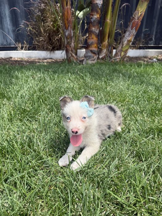 Border Collie Merle Femêa Fofinha