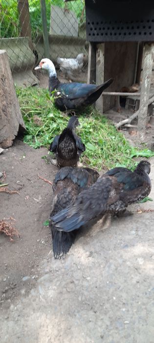 Продам качки-шипуни