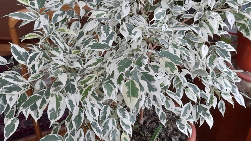 Фикус бенджамина різні види