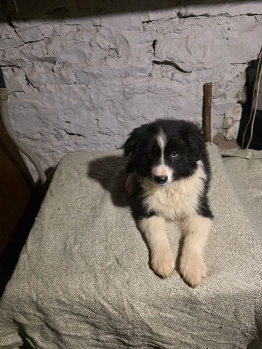 suczka border collie