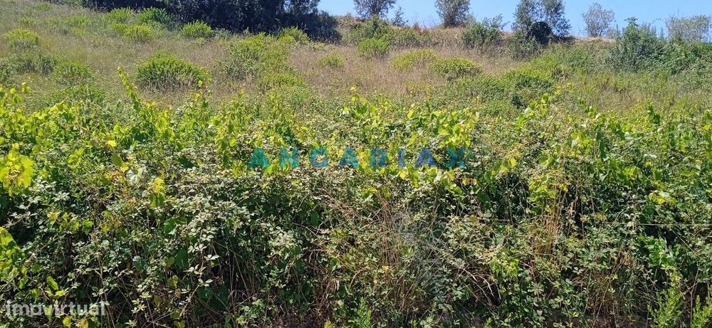 ANG1460 - Land for Sale in Batalha