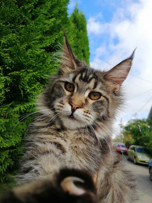 Кошечка, черный мрамор Мейн Кун