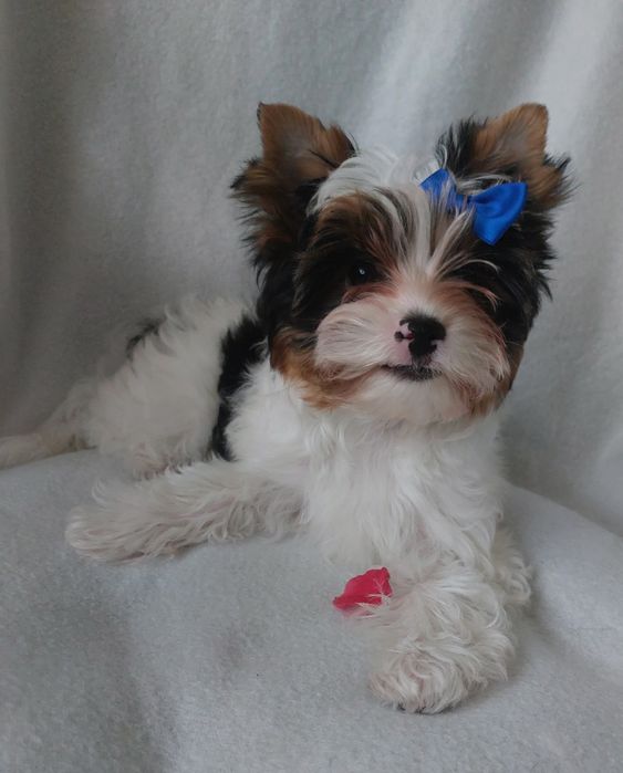 Хлопчик бівер, 3 міс