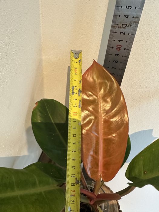 Філодендрон Philodendron  Bonus