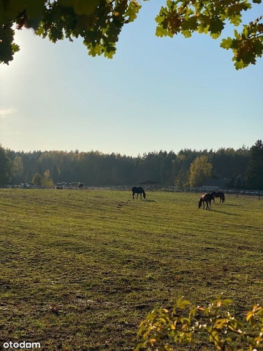 Działka budowlana przy lesie